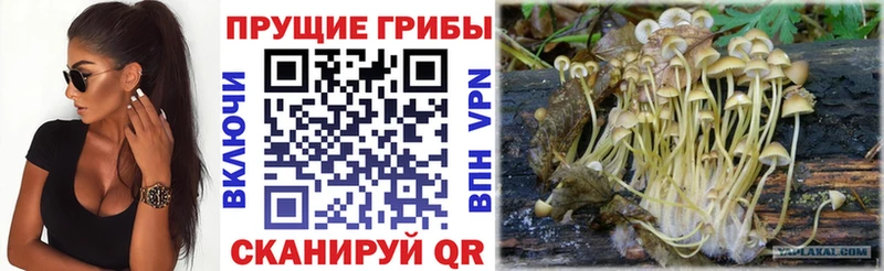 Галлюциногенные грибы мухоморы Купить закладки Пенза